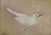 White_Blackbird._Oil_on_Board